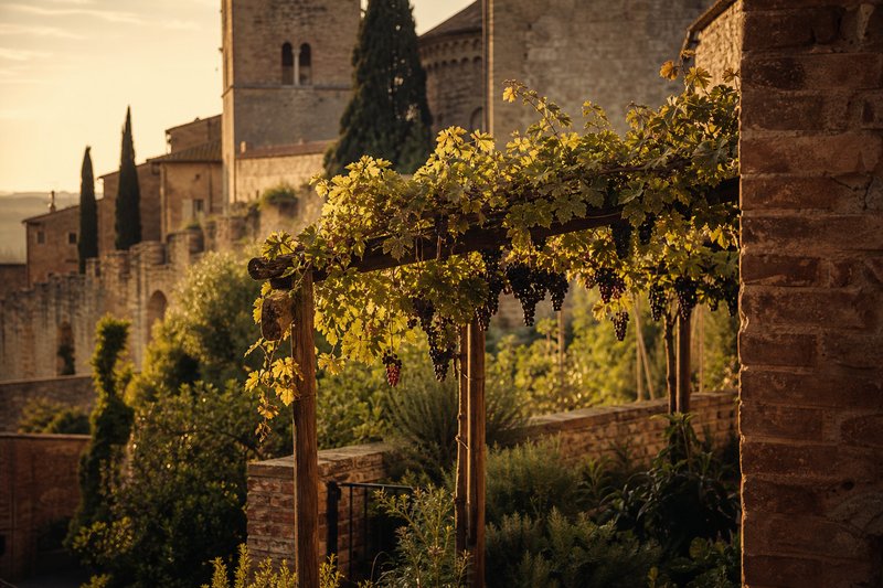Piccolo vigneto urbano allevato a pergolato all'interno delle mura di Siena